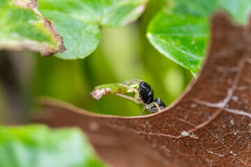 Heliophanus flavipes, araignée sauteuse sur une feuille en sous-sol forestier