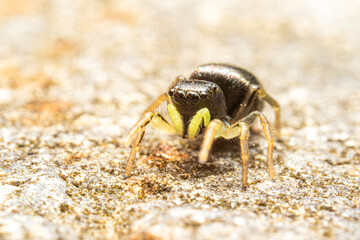 Heliophanus flavipes sur poubelle jaune, araignée en gros plan