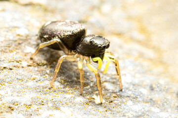 Heliophanus flavipes sur poubelle jaune, araignée en gros plan