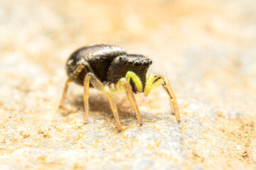 Heliophanus flavipes sur poubelle jaune, araignée en gros plan