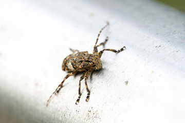 Mesosa nebulosa posé sur un support métallique urbain