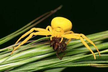 Misumena vatia mangeant une petite araignée loup