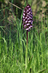 Orchis purpurea, also known as the lady orchid, blooming in the wild nature of Saarland, Germany. A...