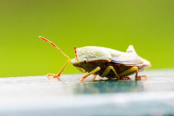 Palomène verte (Palomena prasina) sur support urbain
