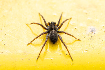 Pardosa milvina (araignée-loup) sur une poubelle jaune en milieu urbain