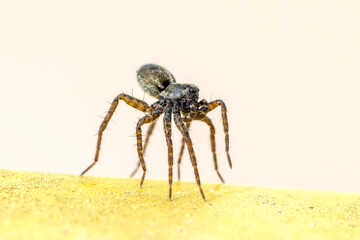 Pardosa milvina (araignée-loup) sur poubelle jaune en position tiptoeing, préparation au ballooning