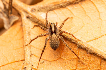 Pardosa spec. (araignée-loup) en sous-sol forestier sur feuilles et branchages, milieu naturel