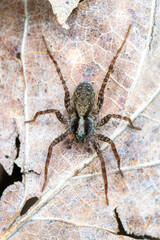 Pardosa spec. (araignée-loup) en sous-sol forestier sur feuilles et branchages, milieu naturel