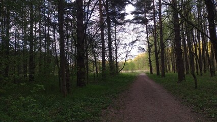 Beautiful road in the green forest under bright color blue sky. High trees in spring background in evening with no people. Natural colors