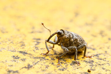 Parethelcus pollinarius sur poubelle jaune, insecte en milieu urbain