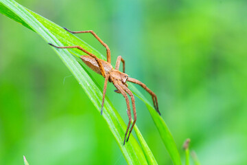 Pisaure admirable (Pisaura mirabilis) sur feuille, araignée en milieu naturel