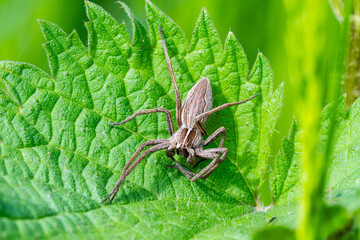 Pisaure admirable (Pisaura mirabilis) sur feuille, araignée en milieu naturel