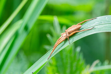 Pisaure admirable (Pisaura mirabilis) sur feuille, araignée en milieu naturel