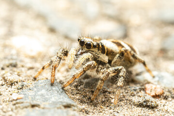 Araignée arlequin (Salticus scenicus) sur pierre, araignée sauteuse en milieu minéral