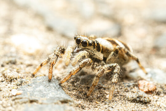 Araign&eacute;e arlequin (Salticus scenicus) sur pierre, araign&eacute;e sauteuse en milieu min&eacute;ral