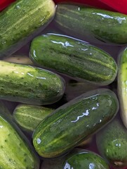 Large fresh cucumbers soaking in a brine in side of a red bowl. 