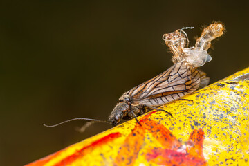Sialis lutaria en pleine mue sur mobilier urbain, émergence d’un insecte aquatique