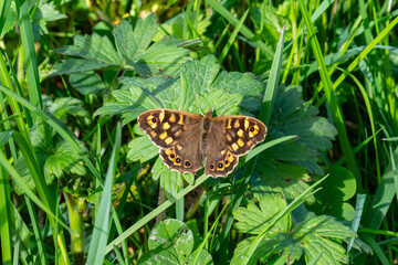 Pararge aegeria (Tircis) ailes ouvertes dans l’herbe, papillon ensoleillé en milieu naturel