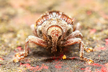 Curculio glandium (charançon du gland) sur surface dure urbaine
