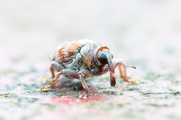 Curculio glandium (charançon du gland) sur surface dure urbaine