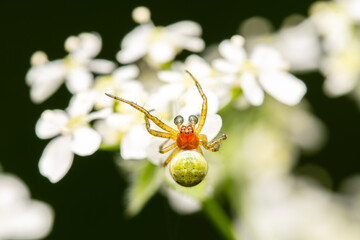 Araniella cucurbitina, l’araignée courge, sur une fleur blanche