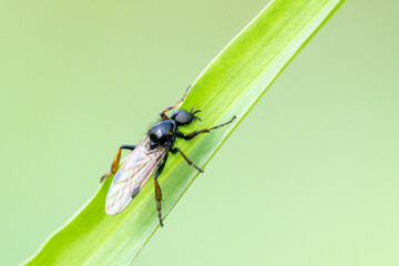Mâle de Bibio (Bibionidae) posé sur un brin d’herbe au printemps