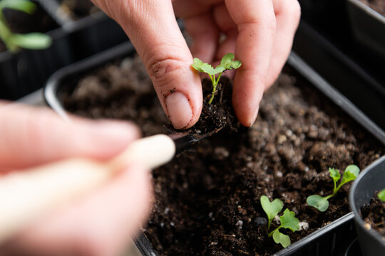 Close up of hands nurturing a small tomato seedling in soil