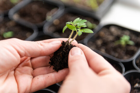 Nurturing a tomato seedling with Careful Hands