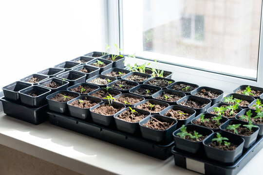 Indoor Tomato Seedlings Planted in Pots on a Sunny Windowsill