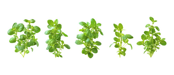 Pack of Herb Against Transparent Background for Natural Remedies, Wellness Branding, or Herbal Product Design Projects