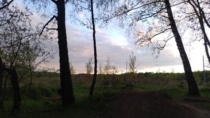 sunrise in the forest