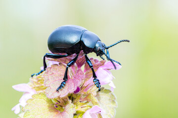 Crache-sang (Tachinidae) posé sur une fleur