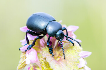 Crache-sang (Tachinidae) posé sur une fleur