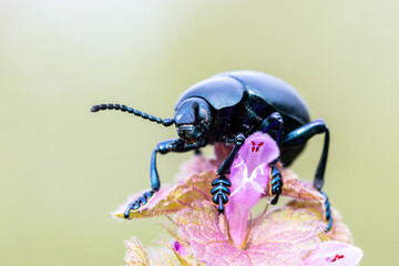 Crache-sang (Tachinidae) posé sur une fleur
