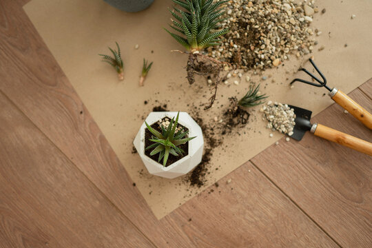 Haworthia Plant Care and Potting Essentials