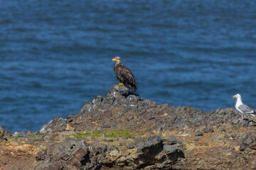 Juvenile Eagle and Gull at Bird Rock at Yaquina Head