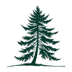 Obraz premium Dark green pine tree silhouette on white background