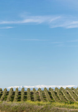 Vertical Composition of Olive Tree Rows with Sierra de Madrid