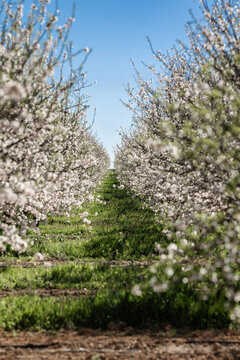 Vertical Framing of Almond Tree Blossom Rows in Toledo, Spain