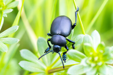 Bloody-nosed beetle (Timarcha tenebricosa) dans l'herbe