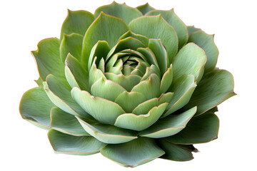Obraz premium Closeup of a Succulent Plant with Green Leaves on a Black Background