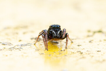 Heliophanus flavipes sur poubelle jaune, araignée en gros plan
