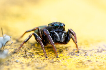 Heliophanus flavipes sur poubelle jaune, araignée en gros plan