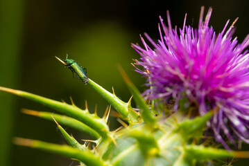 Green beetle on a purple silybum marianum flower in spring