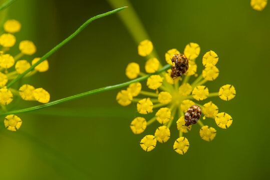 Close up of anthrenus scrophulariae on yellow fennel flower