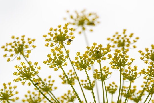 Fototapeta Delicate yellow fennel flowers against a bright sky background