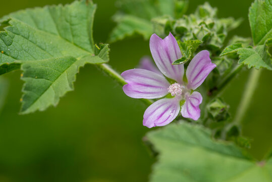Close up of a mallow purple flower with lush green leaves in spring