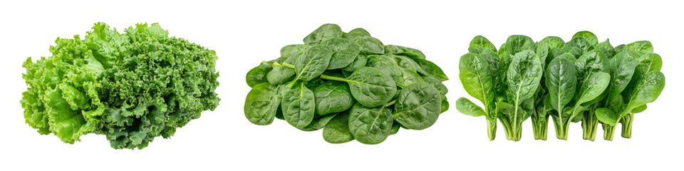Fototapeta premium A collection of green leaf lettuce, baby spinach, and full-grown spinach bunches, isolated on a transparent background.
