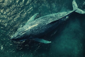 Fototapeta premium Massive sperm whale gracefully swims on the surface of a deep blue ocean, A huge sperm whale on water surface in blue ocean, aerial shot