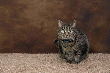 Adult Tabby Cat